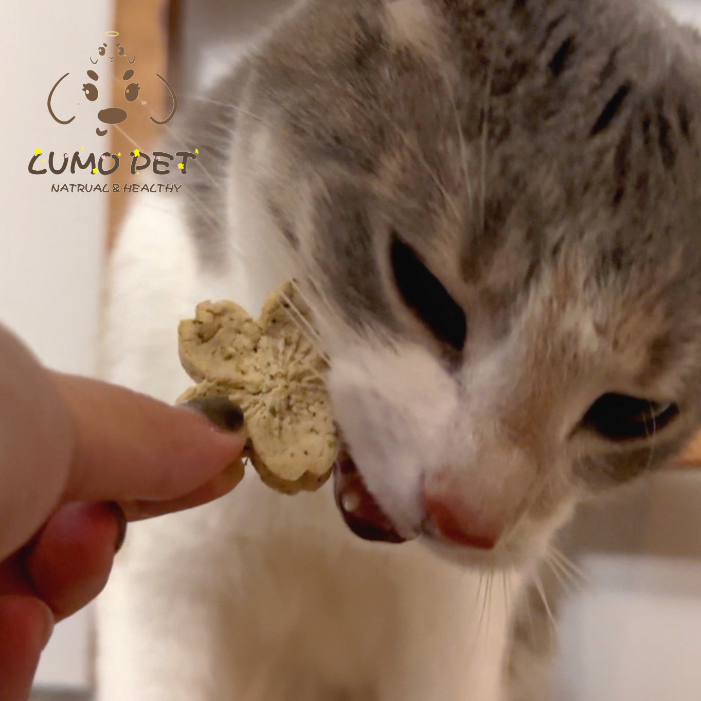 Catnip biscuit | 猫草饼干