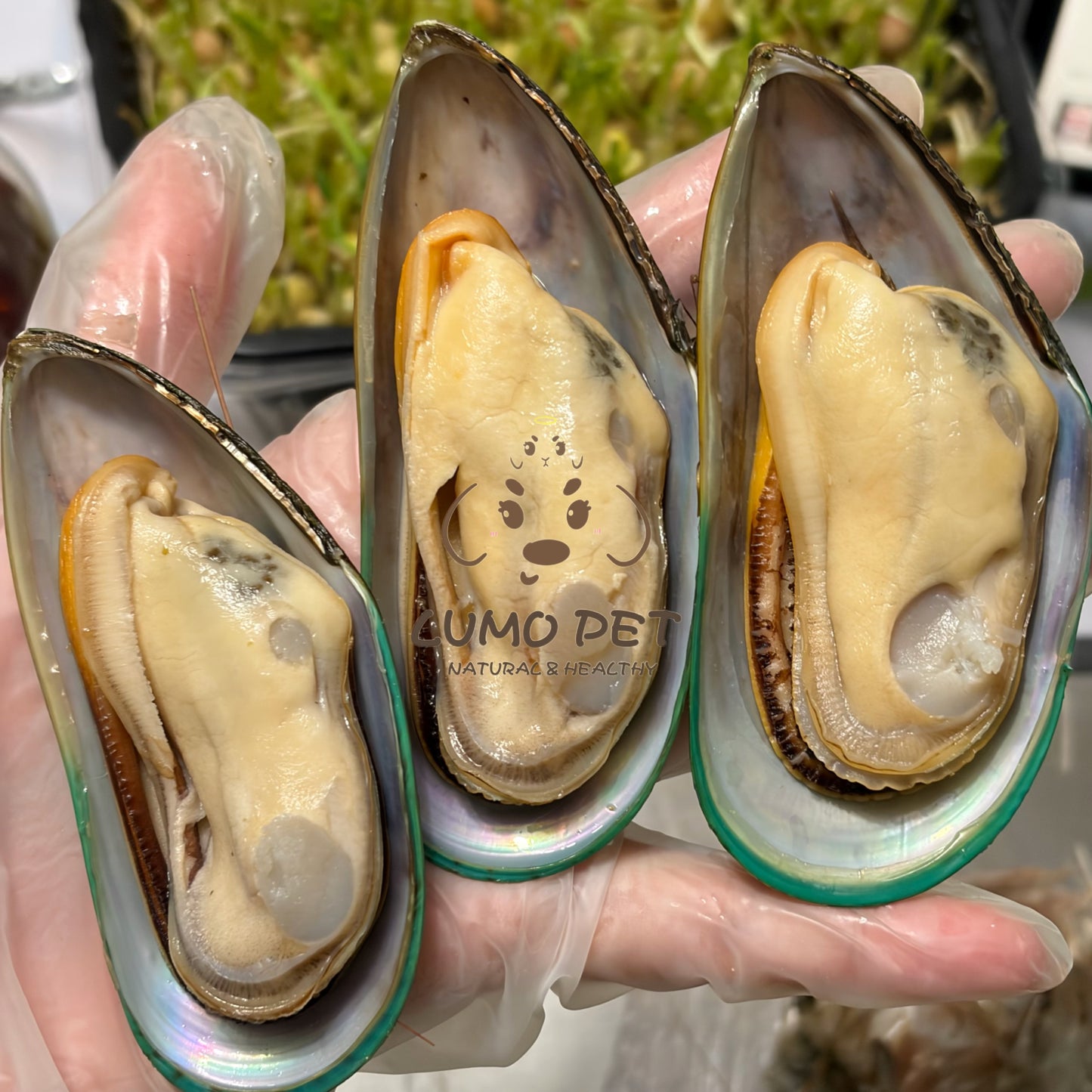 🇳🇿 New Zealand Greenshell Mussel｜新西兰绿唇贻贝 🦪