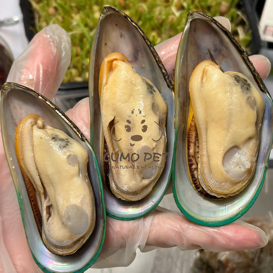 🇳🇿 New Zealand Greenshell Mussel｜新西兰绿唇贻贝 🦪