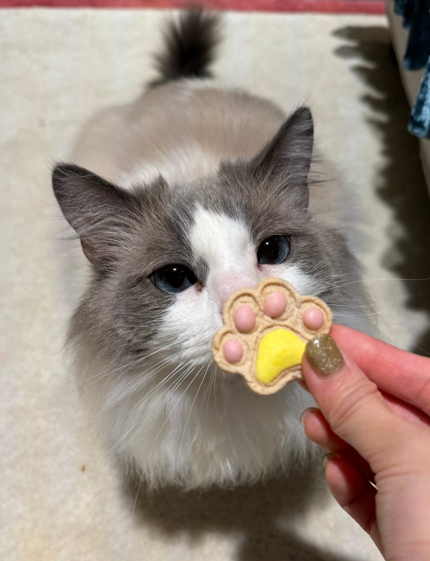 Mini Paw | 小爪饼干 🐾