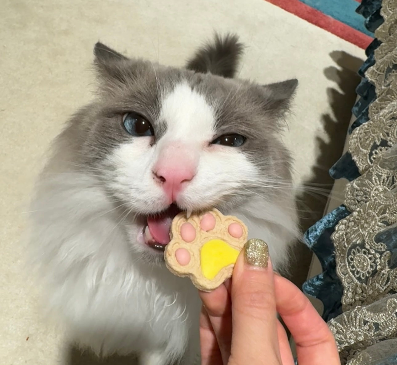 Mini Paw | 小爪饼干 🐾