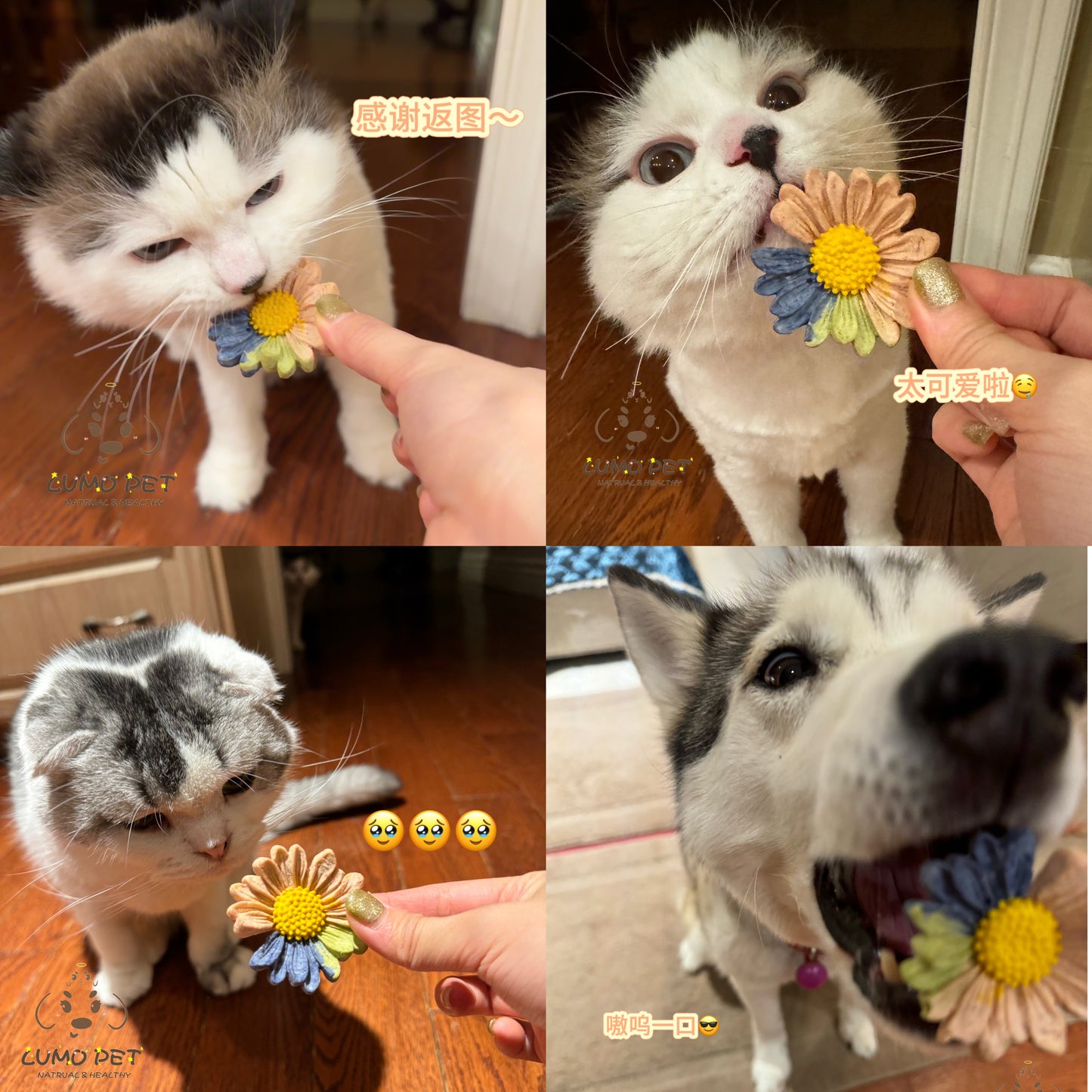 Daisy biscuit | 春日雏菊饼干