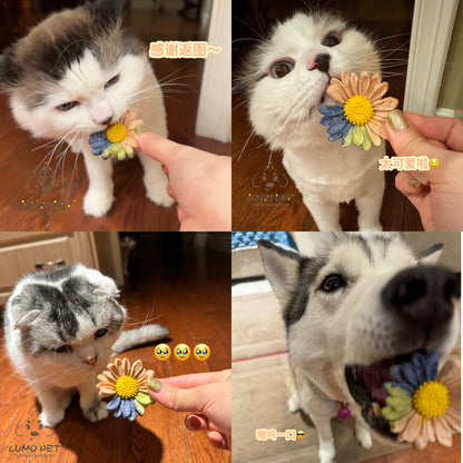 Daisy biscuit | 春日雏菊饼干