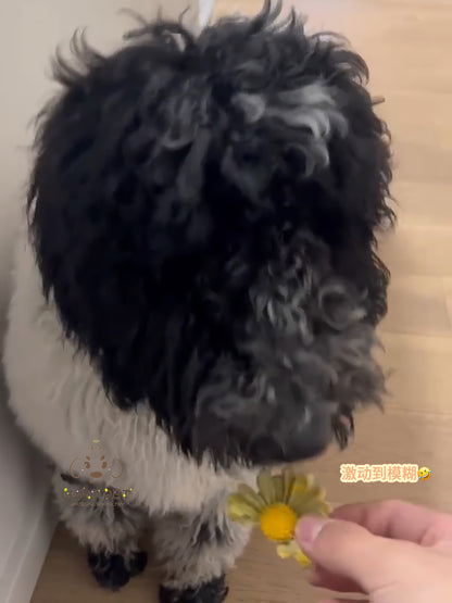 Daisy biscuit | 春日雏菊饼干