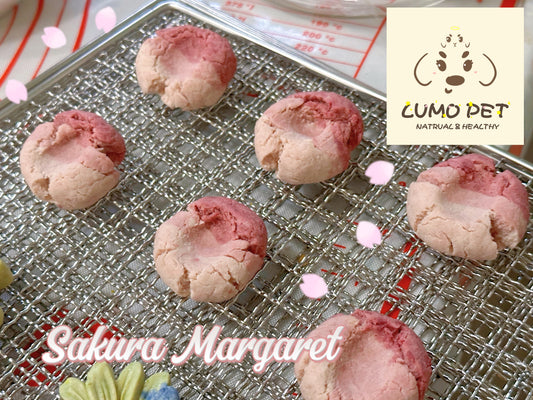 Sakura Margaret | 樱花渐变玛格丽